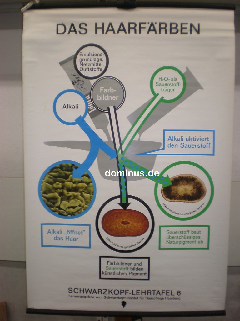 Das-Haarfaerben-lehrtafel-6-Schwarzkopf-DE77-79x117.jpg