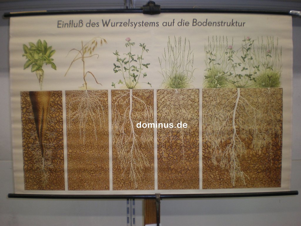 Einfluss-des-Wurzelsystems-auf-die-Bodenstruktur-DE75-119x75.jpg