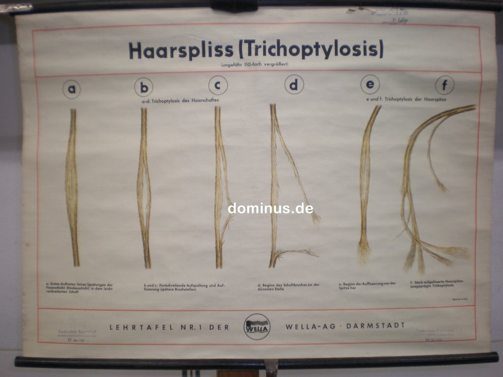 Haarspliss-lehrtafel-Nr.jpg