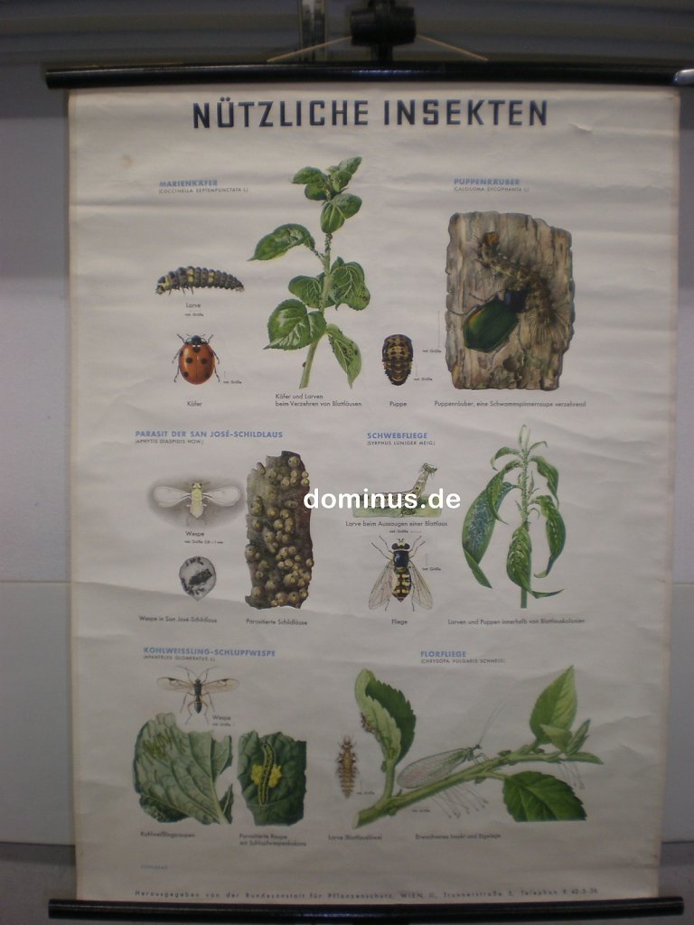 Nuetzliche-Insekten-BA-f-Pflanzenschutz-Wien-DE23-70x95.jpg