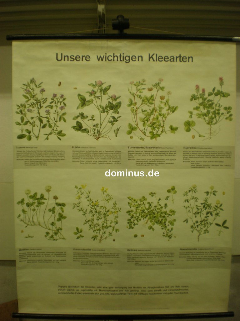 Unsere-wichtigsten-Kleearten-th.jpg