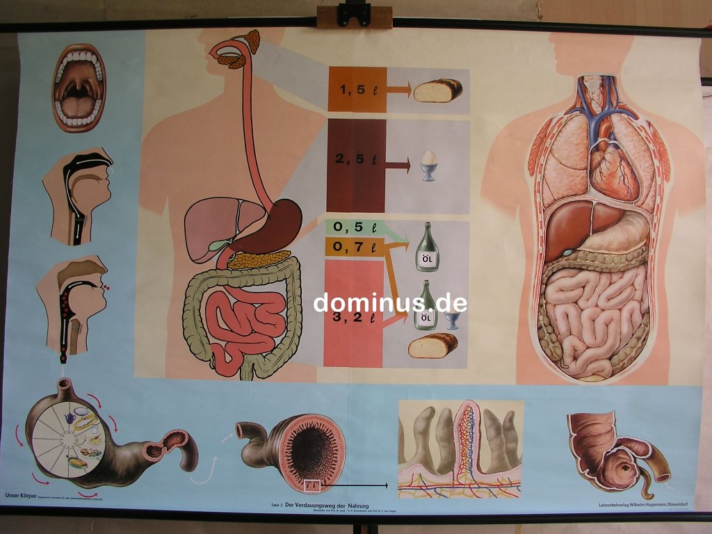 76-Unser-Koerper-Tafel2-Der-Verdauungsweg-der-Nahrung-Hagemann-69-S14strich2-Digestion-Digestive-Systeme-167x114.jpg