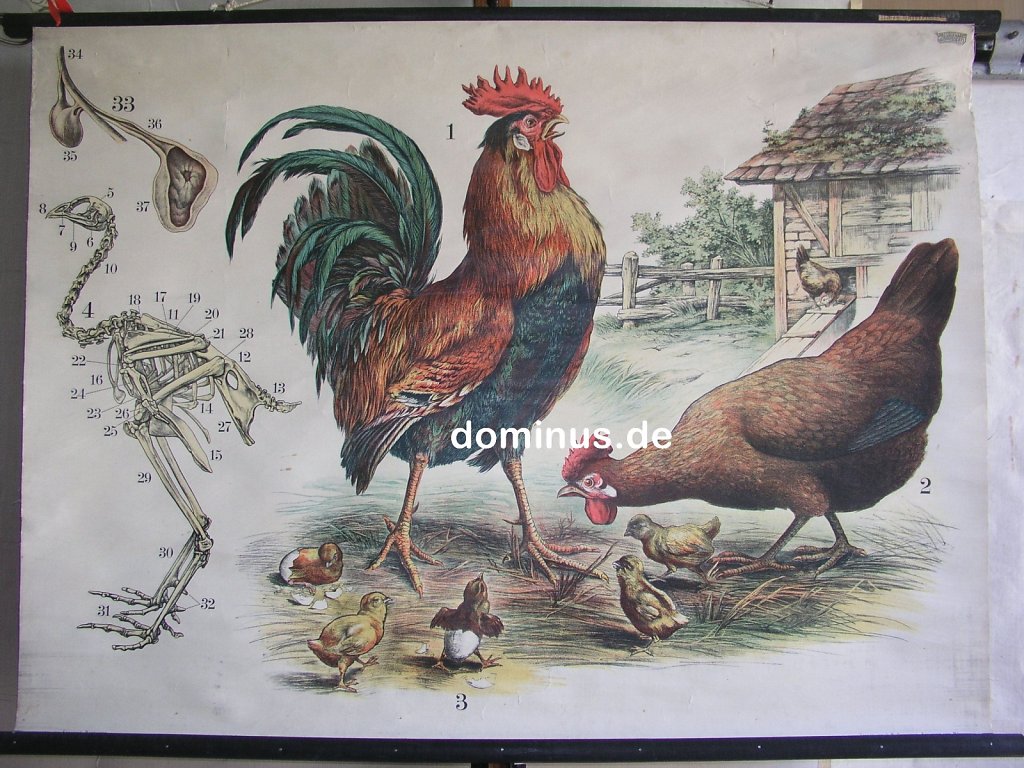 136-Das-Haushuhn-S21rot-alt-103x77.jpg
