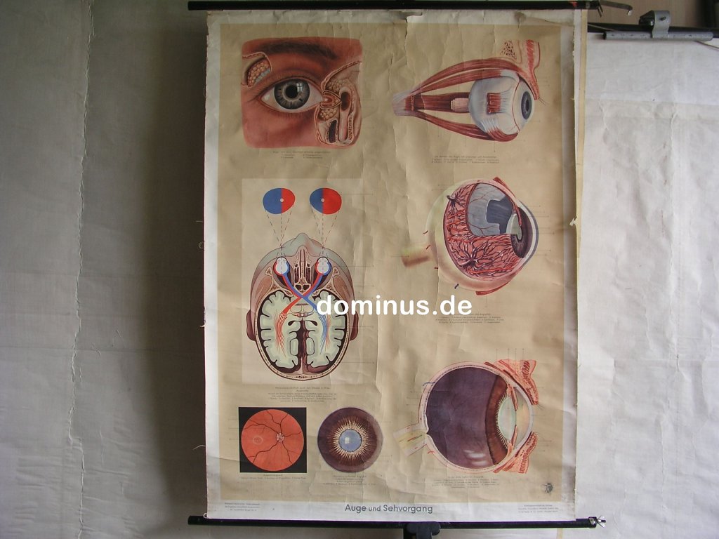 162-Auge-und-Sehvorgang-S13rot-DrteNeues-DtHygMus-stark-genutzt-82x115.jpg