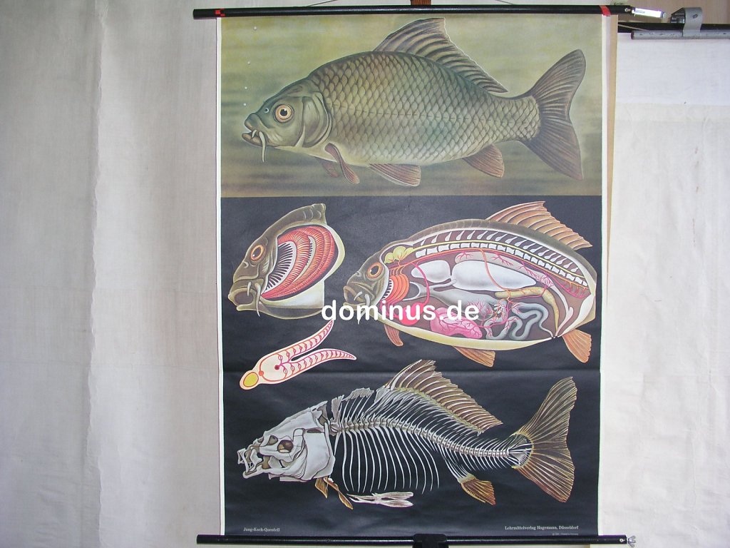 184-Karpfen-S8rot-HagemannDues-84x115.jpg