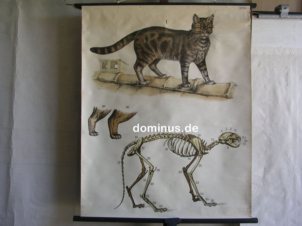 215-Die-Hauskatze-Schuchard-Goettingen-S9rot-80x100.jpg