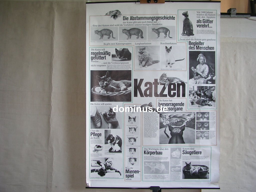 225-Katzen-S33r-Papier-verein-Deutscher-Katzenfreund-98x135.jpg