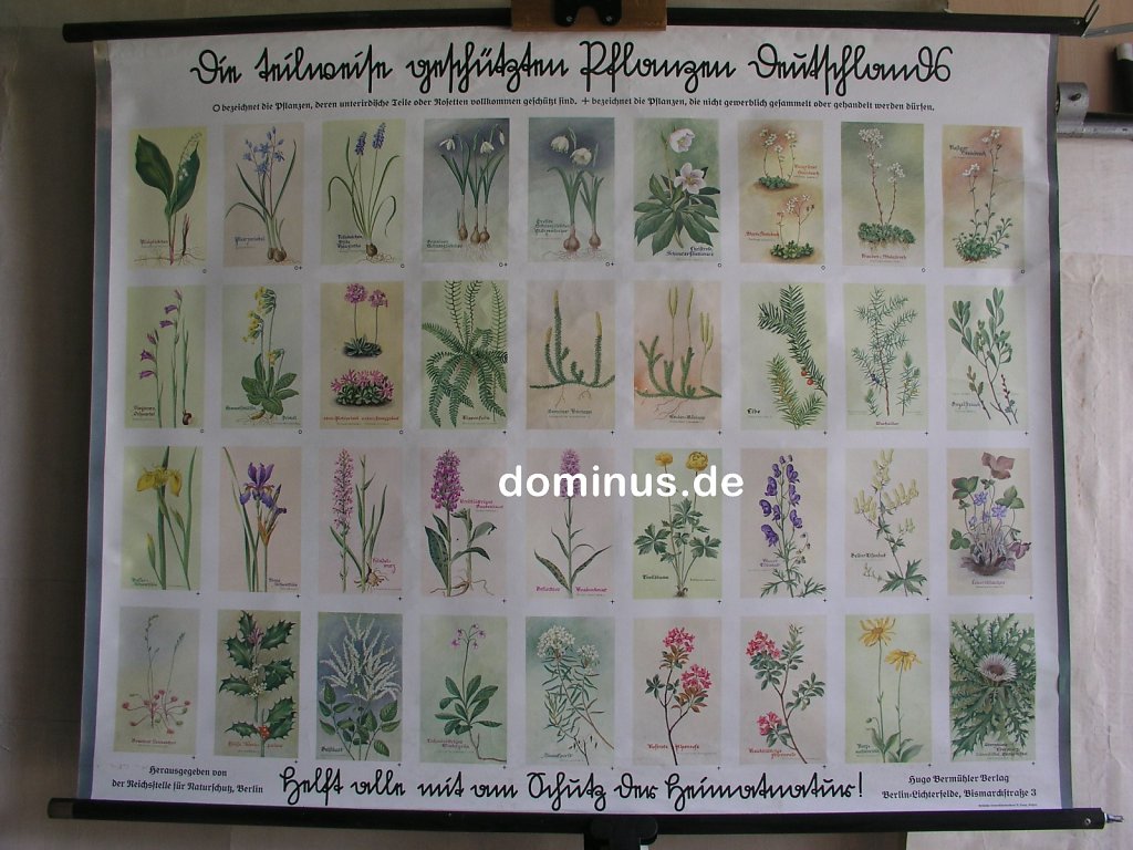 242-Die-teilweise-geschuetzten-Pflanzen-in-Deutschland-36B-Reichsstelle-fuer-Naturschutz-115x90.jpg