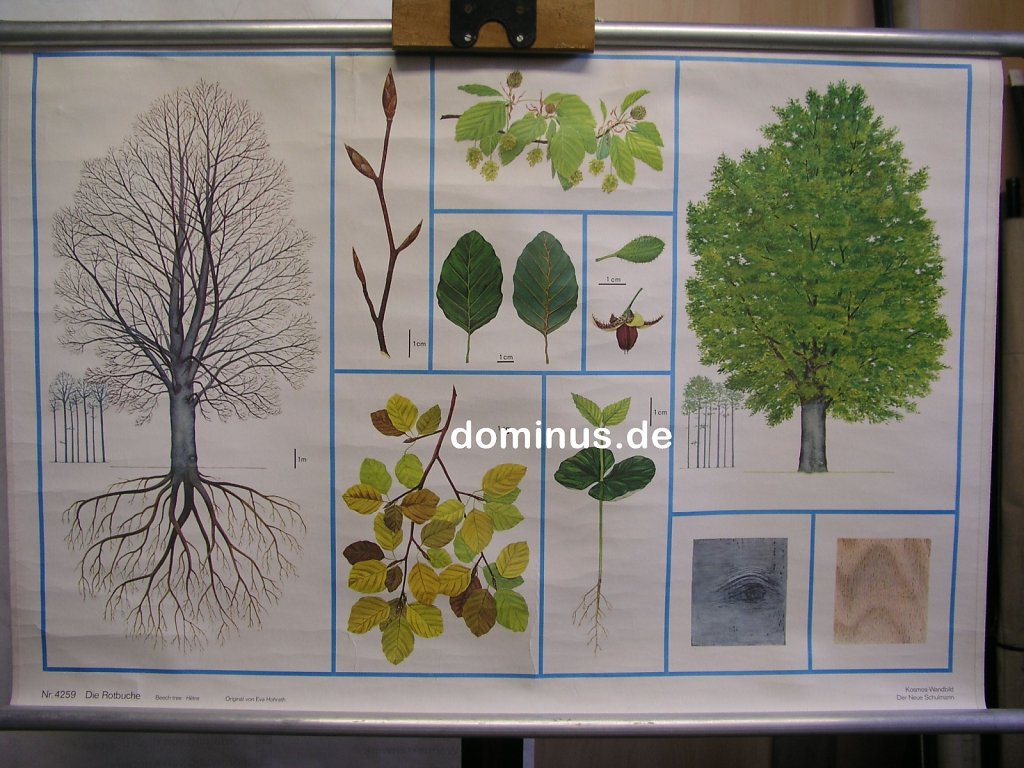 B88-Die-Rotbuche-DerNeueSchulm-Alu-92x61.jpg