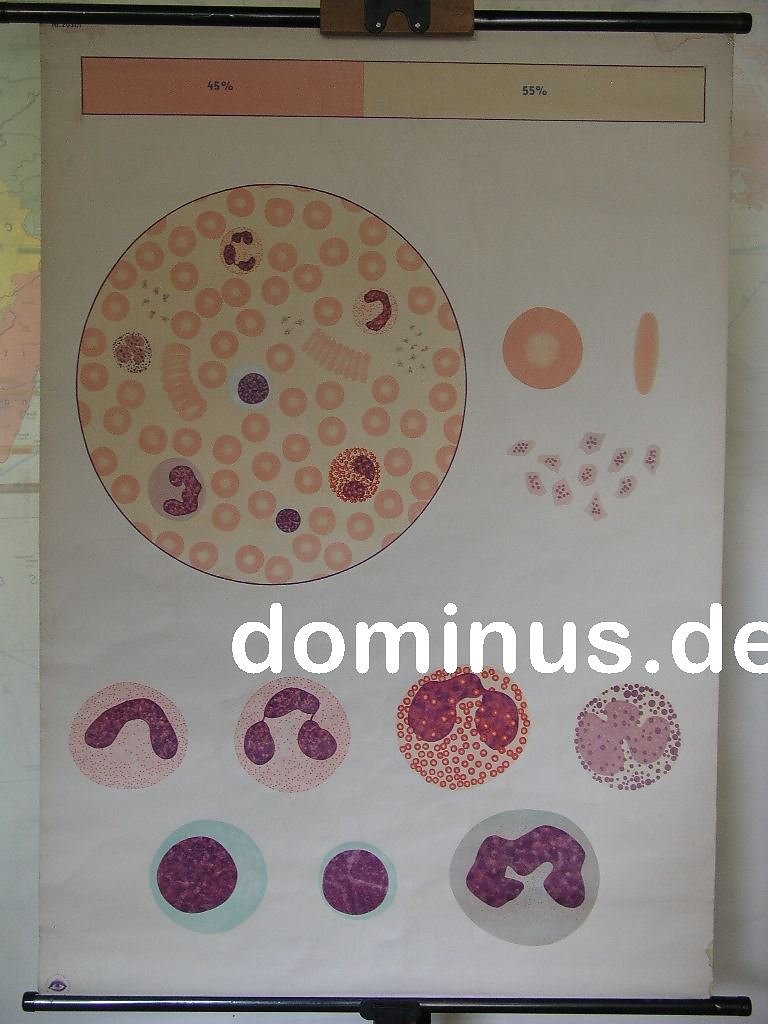 Das-Blut-roem1-SHIDrd-81x115-Blech-FG5.jpg