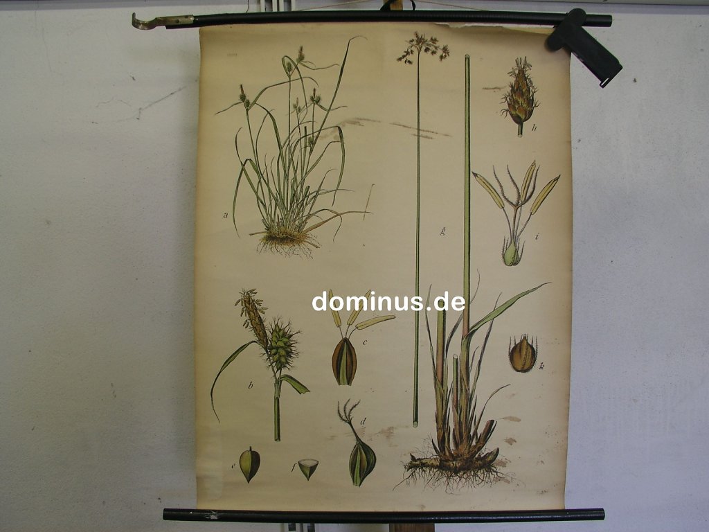 See-Simse-Gelbe-Seege-oben-re-20cm-ab-BU172-58x75.jpg