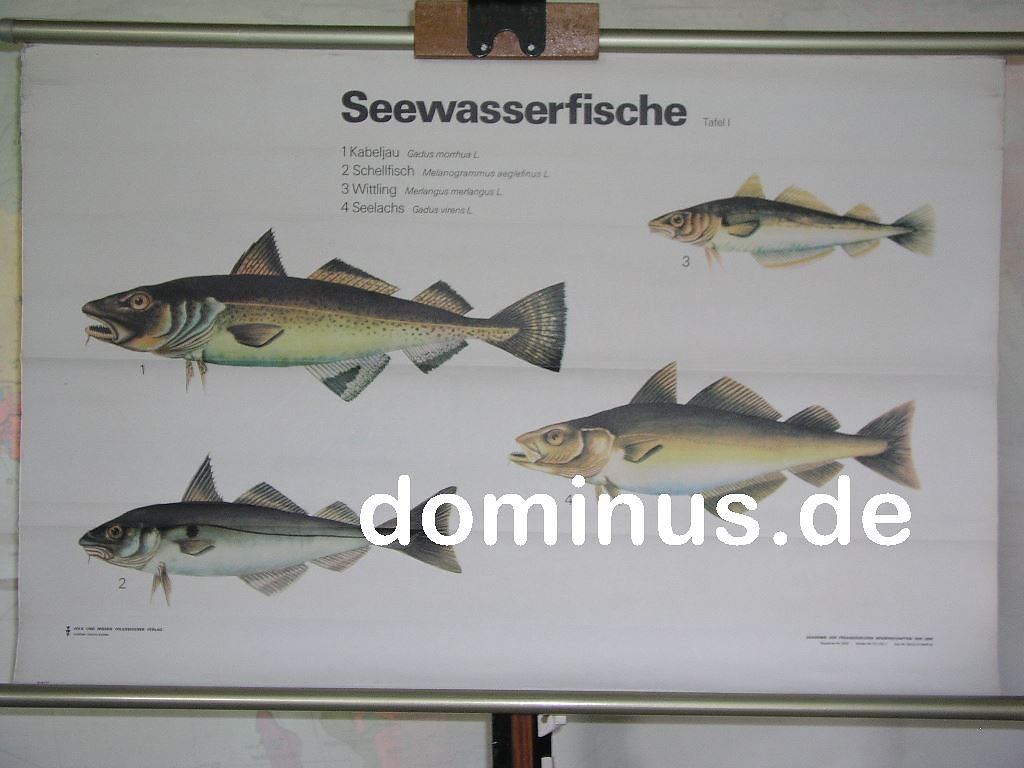 Seewasserfische-Tafel-I-VuW-95x63-Blech-FG17.jpg