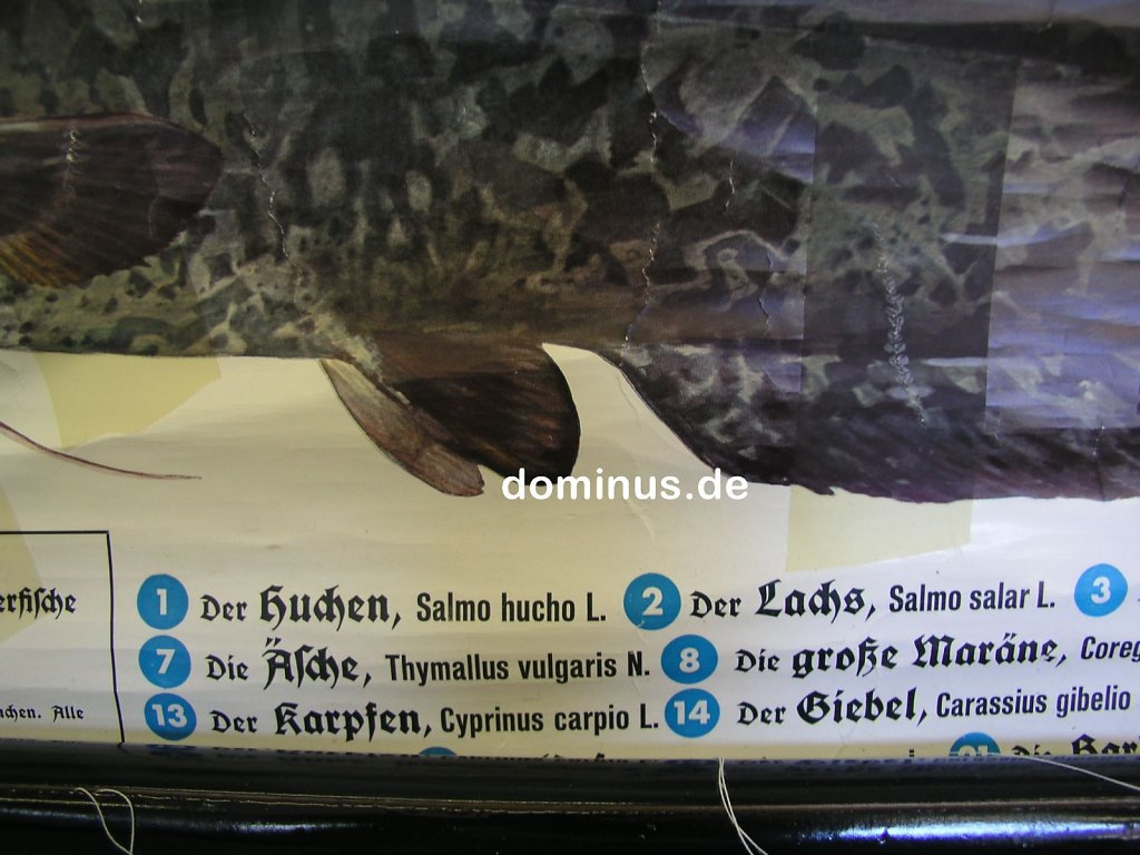 Suesswasserfische-Germanen-V-BU106-Detail.jpg