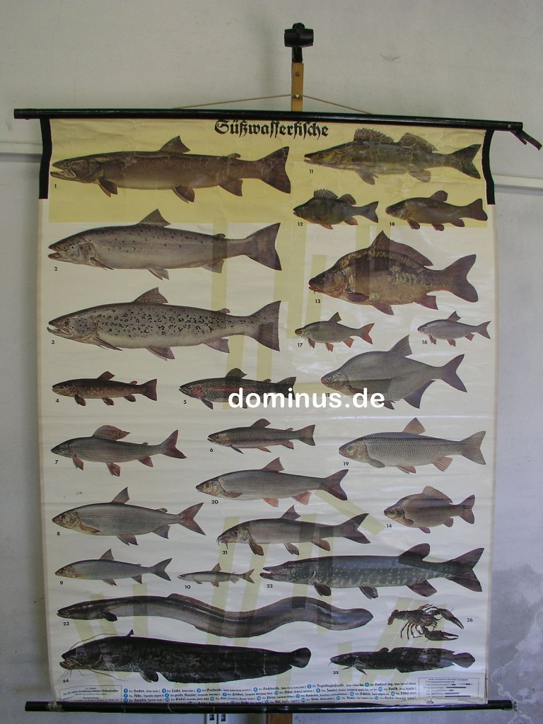 Suesswasserfische-germanen-verlag-Muenchen-Aufkl.jpg