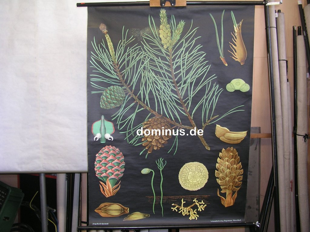 Waldkiefer-B79-Hagem-63-83x113.jpg