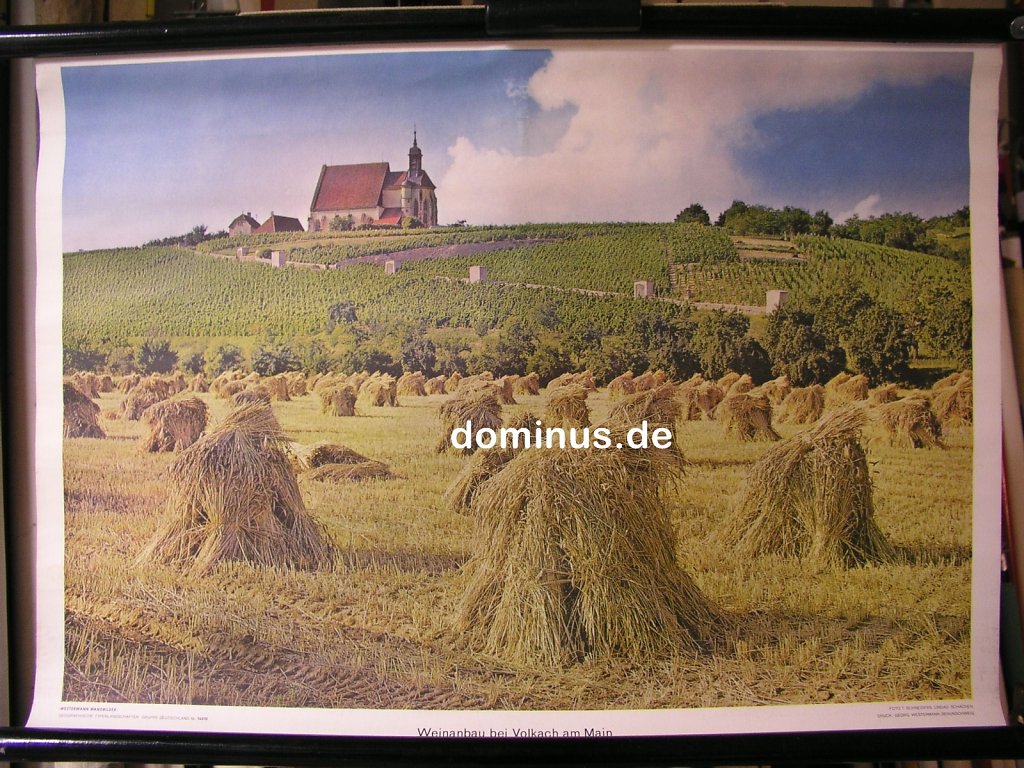 D-Weinanbau-bei-Volkach-am-Main-Wester-G54-72x51.jpg
