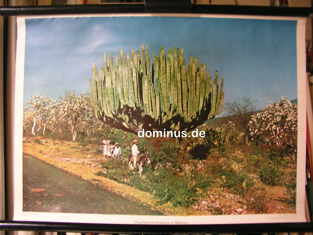 MA-Orgelpfeifenkaktus-in-Mexiko-wester-G26-72x51.jpg