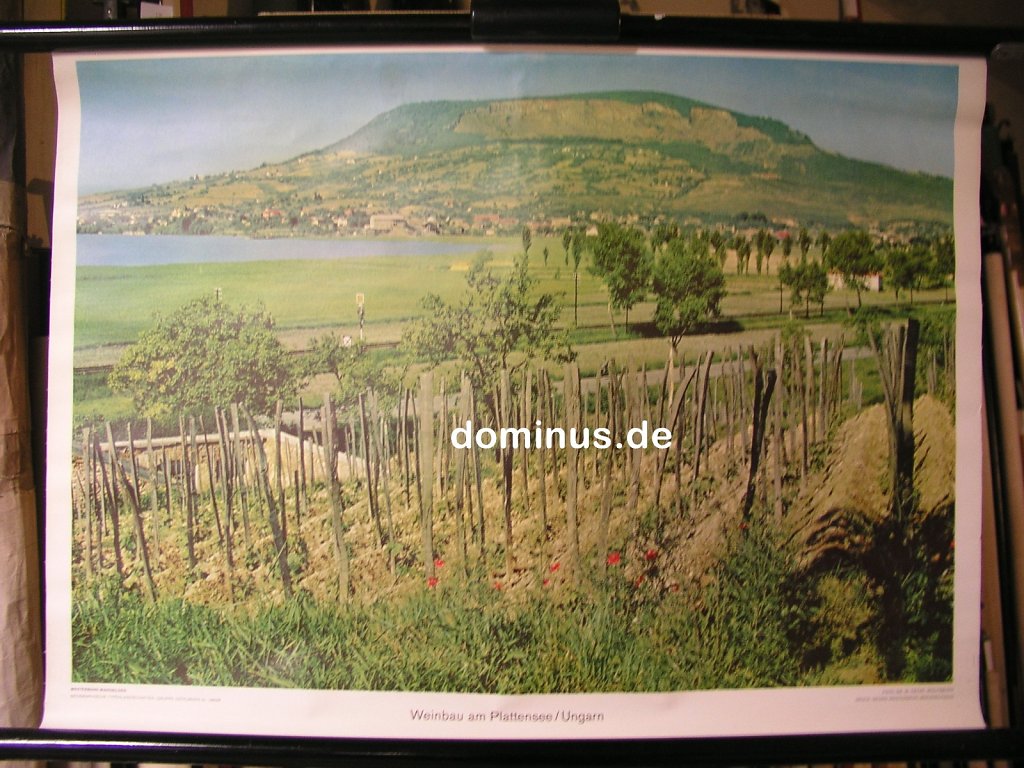 OE-Weinbau-am-Plattensee-Ungarn-Wester-G15-72x51.jpg