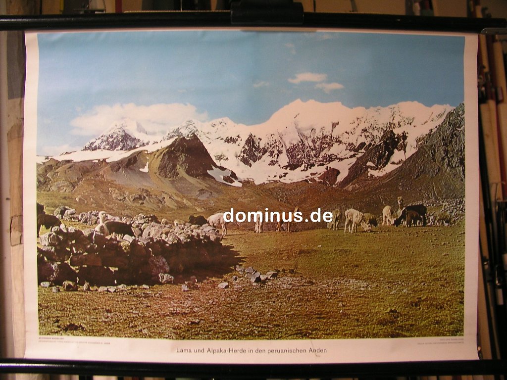 SA-Lama-und-Alpaka-Herde-in-den-peruanischen-Anden-Wester-G64-72x52.jpg