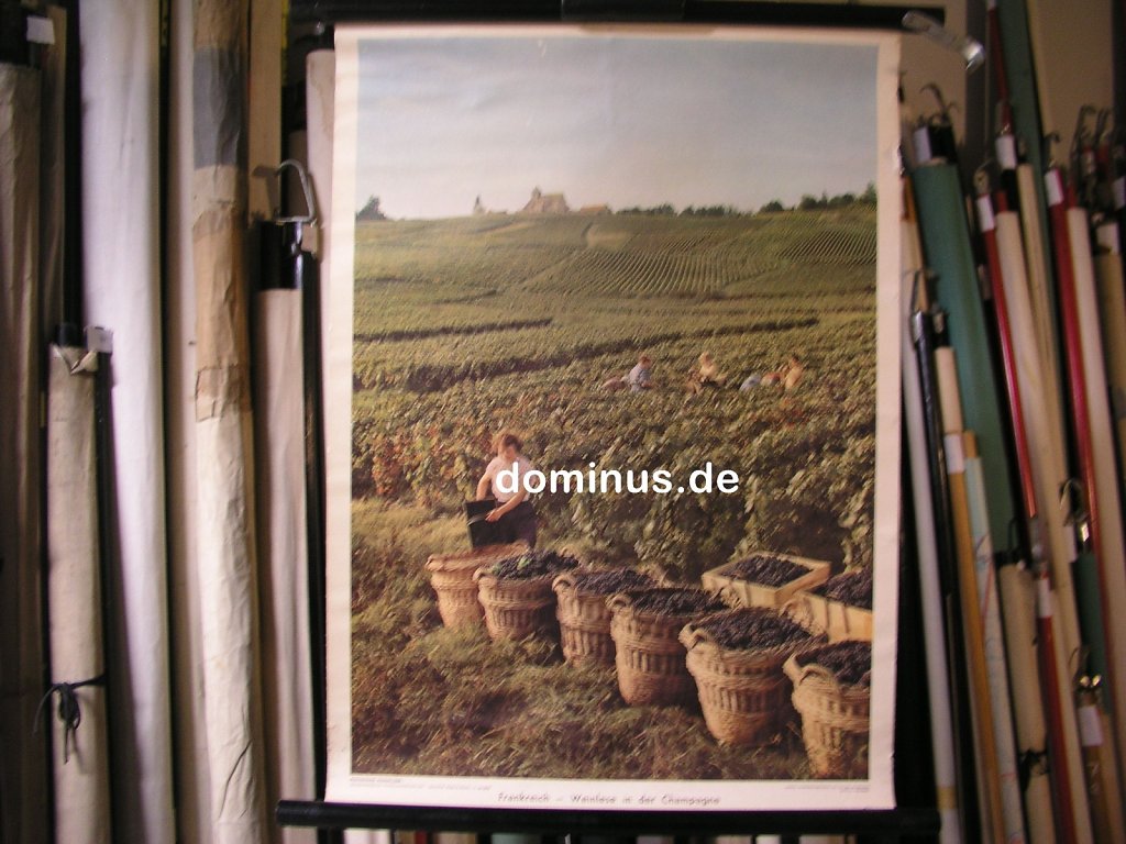 WE-Frankreich-Weinlese-in-der-Champagne-Wester-G7-52x72.jpg